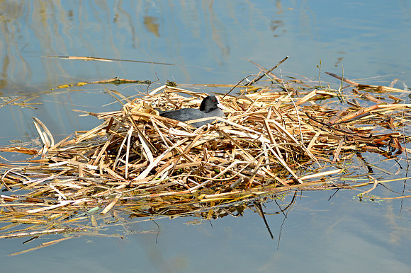 Coots nesting