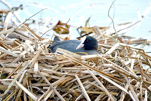 Coots nesting