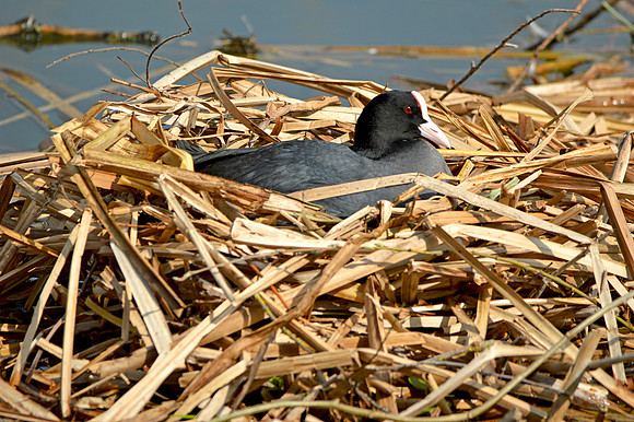 Coots nesting
