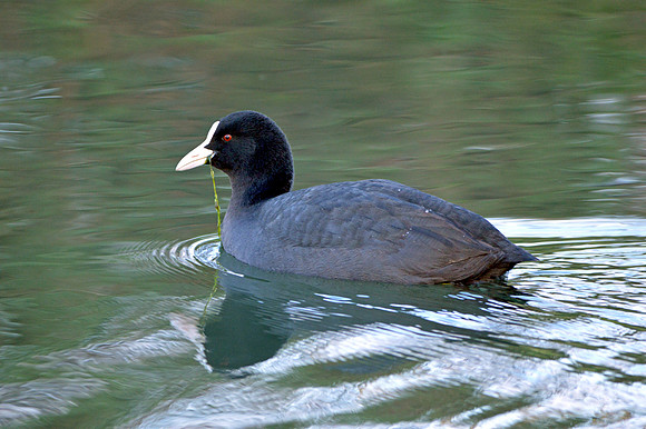 Coot