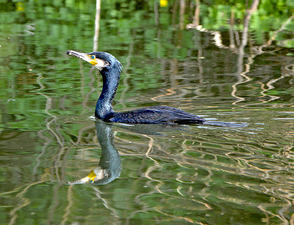 Great Cormorant