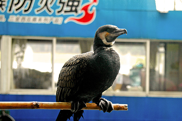 Great Cormorant