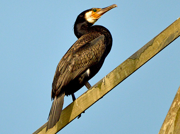 Great Cormorant