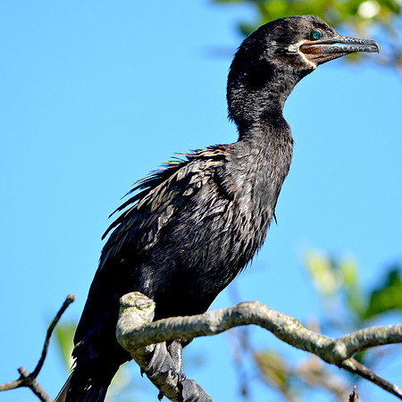 Neotropic Cormorant