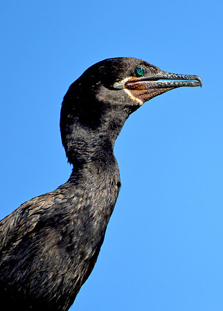 Neotropic Cormorant
