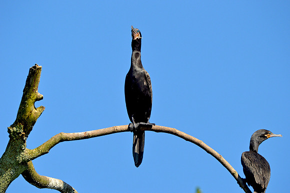 Neotropic Cormorant
