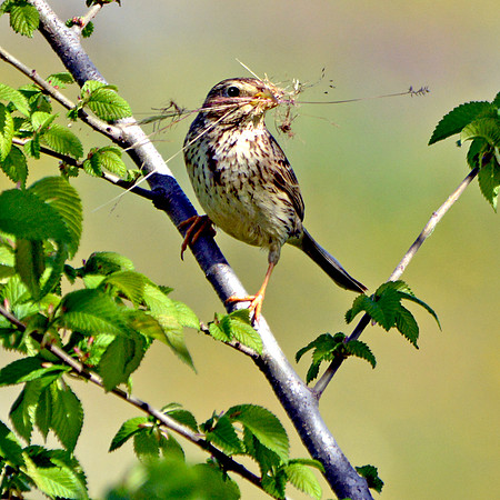 Corn bunting