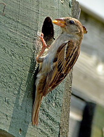 Corn bunting