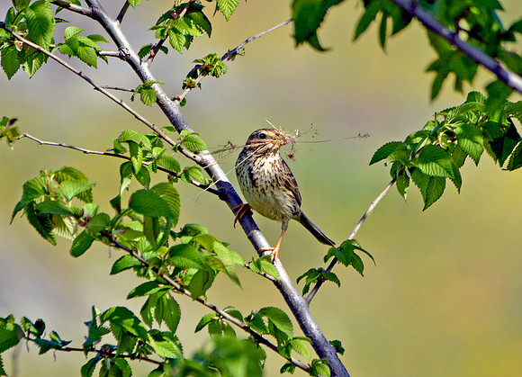 Corn bunting