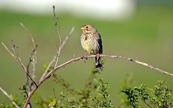 Corn bunting