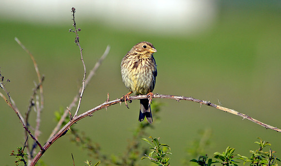 Corn bunting