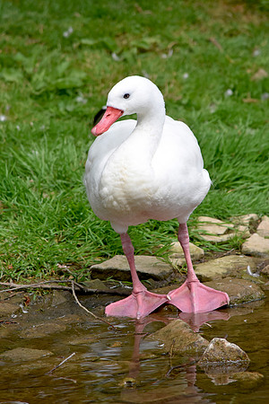Coscoroba swan