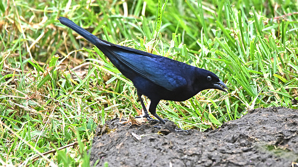 Shiny Cowbird