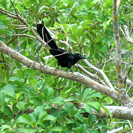 Cowbird