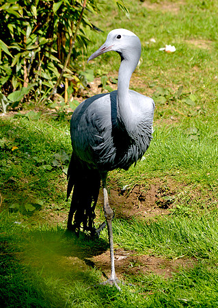 Blue crane