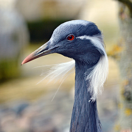Demoiselle crane