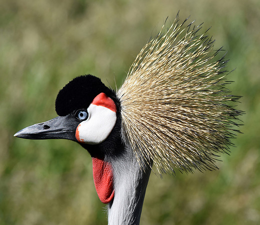 Grey crowned crane