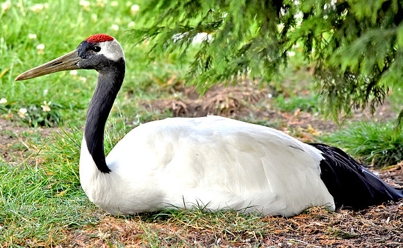 Red crowned (Manchurian, Japanese) crane