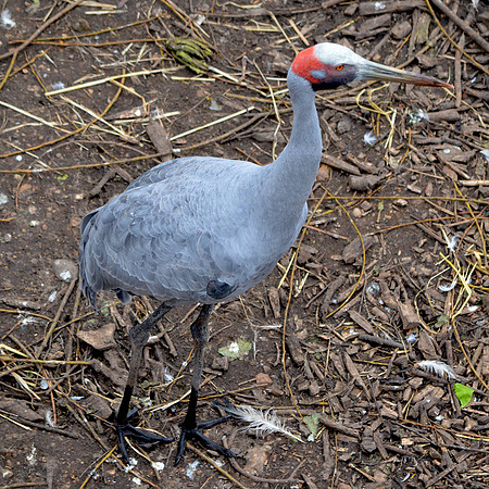 Brolga crane