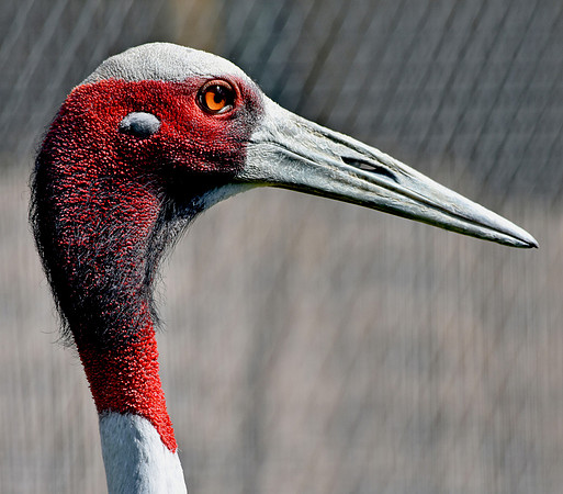 Sarus crane