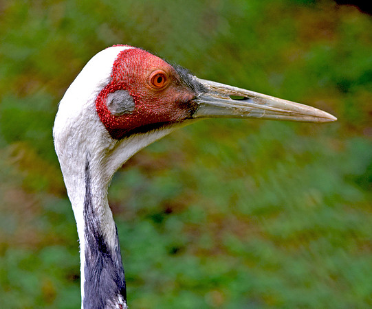 White naped crane