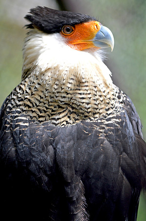 Crested caracara