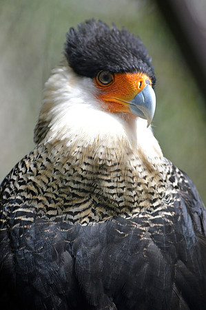Crested caracara