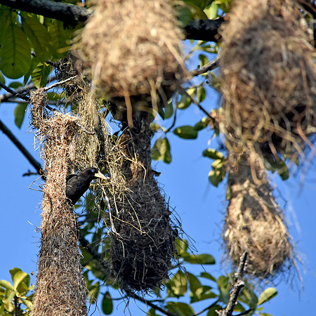 Crested Oropendola