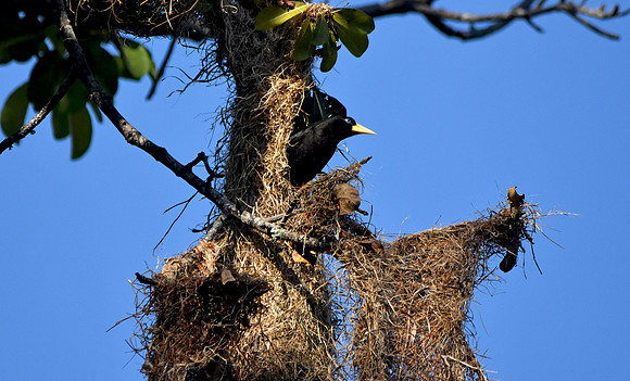 Crested Oropendola