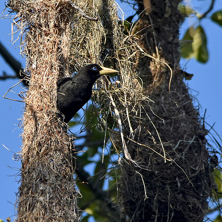 Crested Oropendola