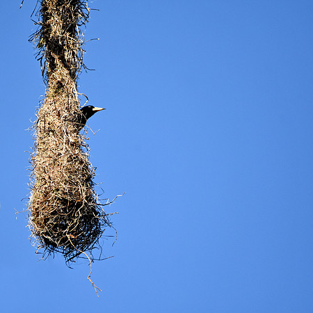 Crested Oropendola