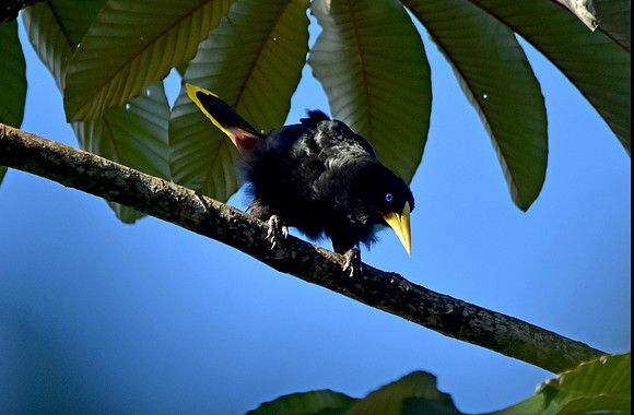 Crested Oropendola