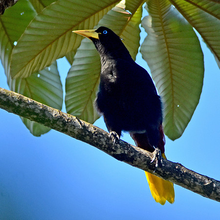 Crested Oropendola