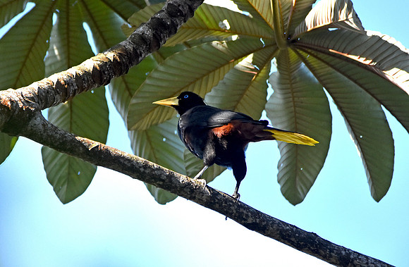 Crested Oropendola