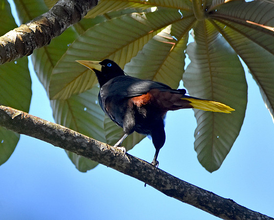 Crested Oropendola