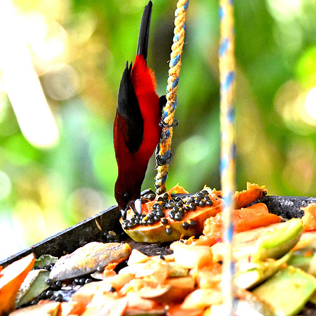 Crimson backed tanager