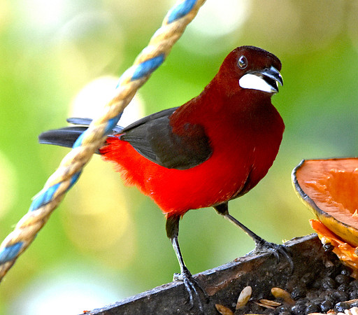Crimson backed tanager