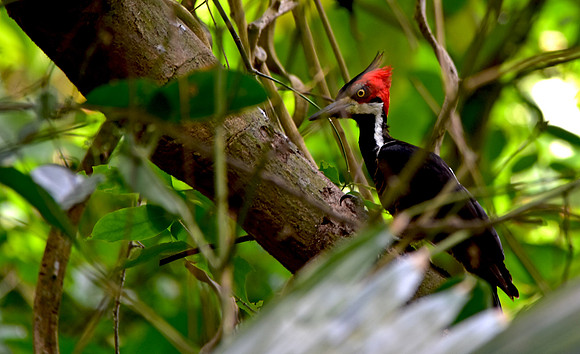 Crimson crested woodpecker