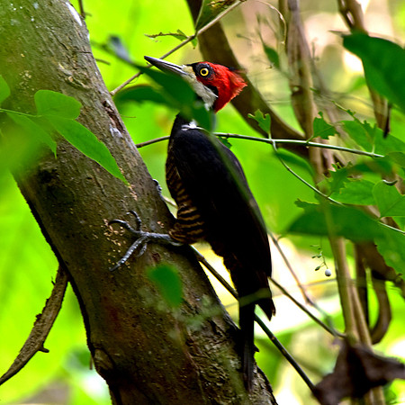Crimson crested woodpecker