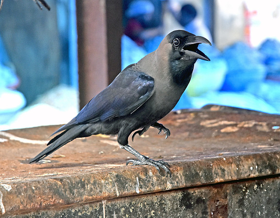 Indian House Crow