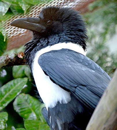 African pied Crow