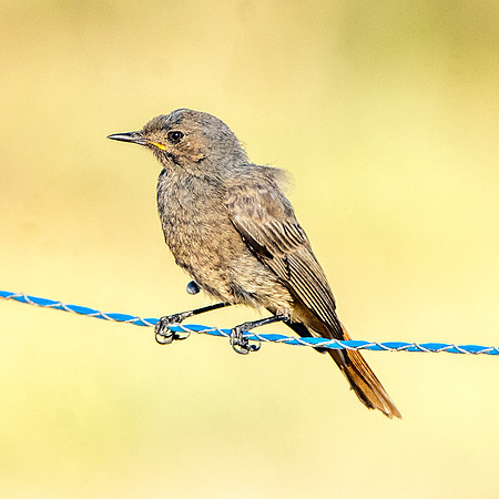Common redstart