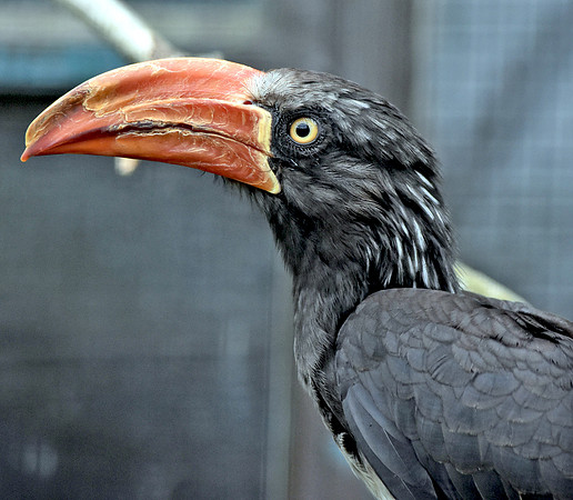 Crowned hornbill