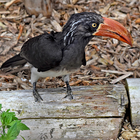 Crowned hornbill