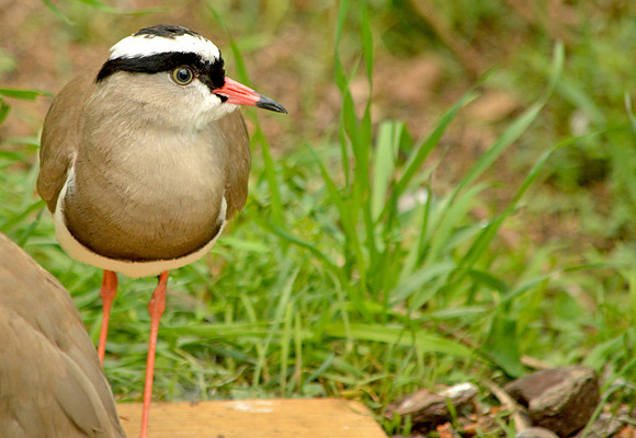Crowned plover