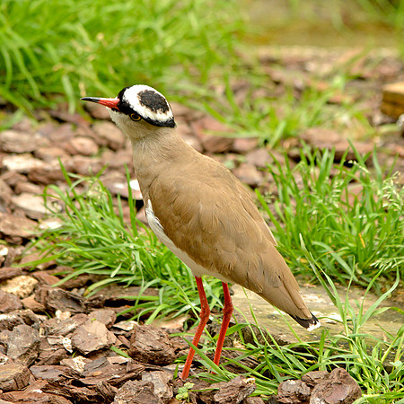 Crowned plover
