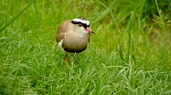 Crowned plover