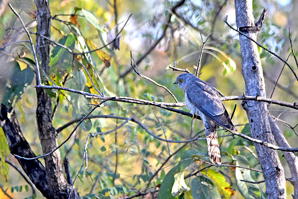 Common Hawk Cuckoo