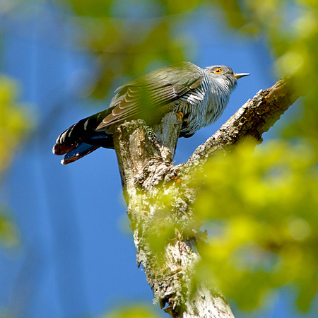 Cuckoo