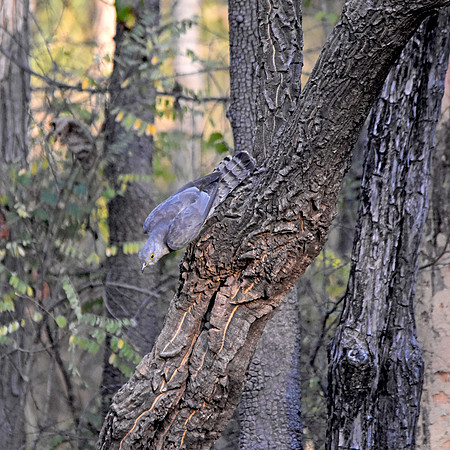 Common hawk Cuckoo